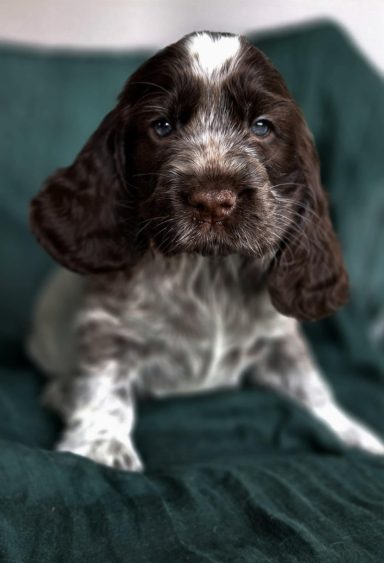 GB Charomha Nezvychaynaya