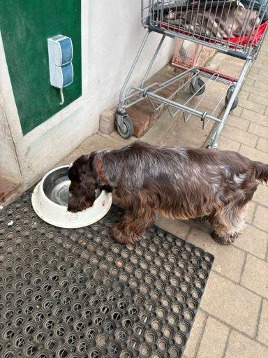 saufen geht auch super