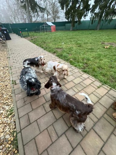 Mit dem Rudel laufen